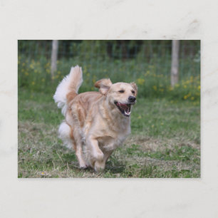 Carte Postale Golden Retriever Running 1
