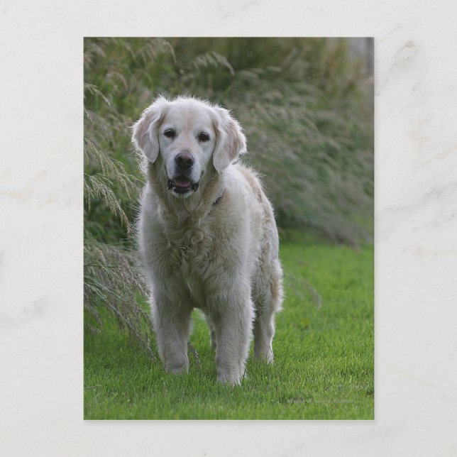 Carte Postale Golden Retriever Running 2 (Devant)