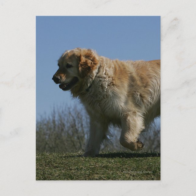 Carte Postale Golden Retriever Running 3 (Devant)