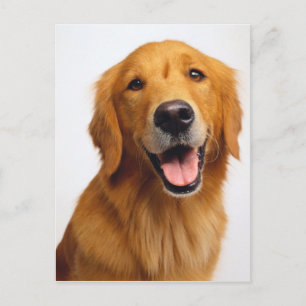 Carte Postale Golden Retriever Smile