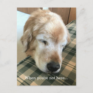 Carte Postale Golden Retriever triste avec la tête sur la chaise