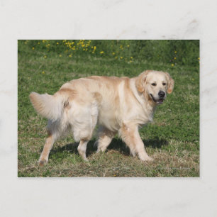 Carte Postale Golden Retriever Walking