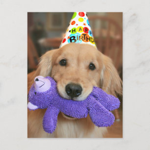 Carte Postale Golden Retriever with Happy Birthday Casquette and