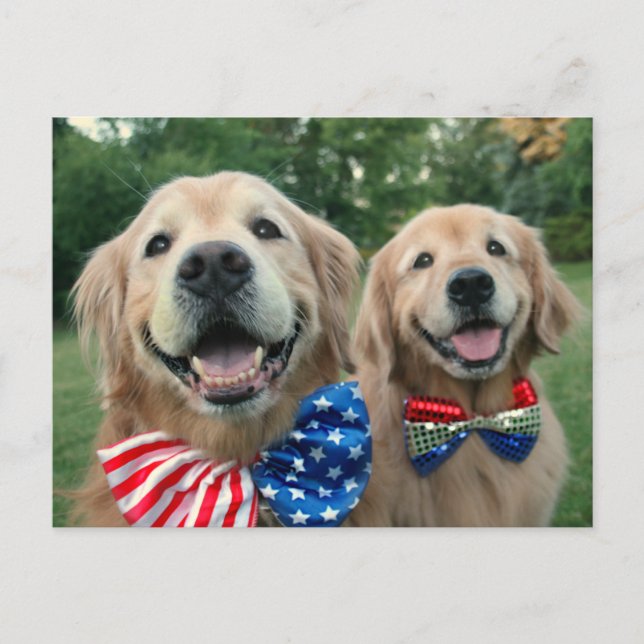 Carte Postale Golden Retrivers in Independence Day Bow Cravates (Devant)