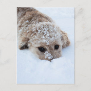 Carte Postale Goldendoodle Avec Nez Dans La Neige
