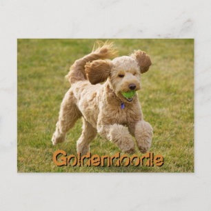 Carte Postale Goldendoodle chien avec balle