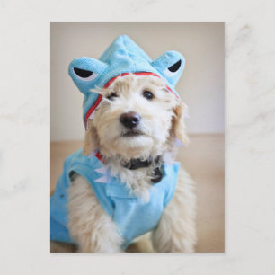 Carte Postale Goldendoodle En Costume De Requin