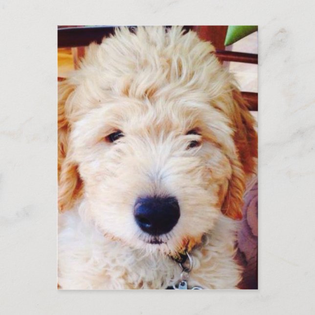 Carte Postale Goldendoodle Puppy (Devant)