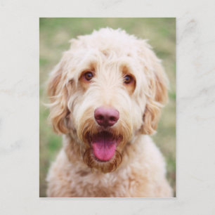 Carte Postale Goldendoodle souriant