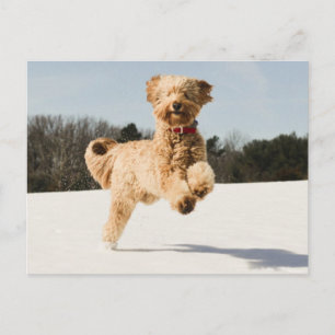 Carte Postale Goldendoodle Traversant Le Champ