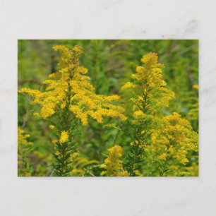 Carte Postale Goldenrod du Kentucky