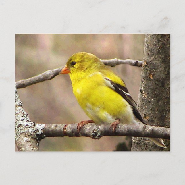 Carte Postale Goldfinch (Devant)
