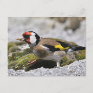 Carte postale Goldfinch