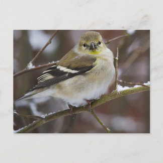 Carte Postale Goldfinch américain d'hiver