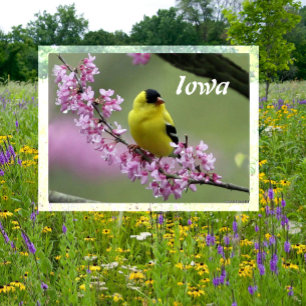 Carte Postale Goldfinch américain sur Redbud Tree, Iowa State Bi
