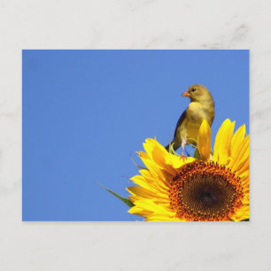 Carte Postale Goldfinch américain sur tournesol