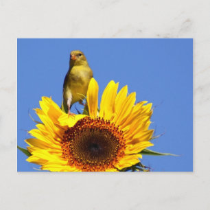Carte Postale Goldfinch américain sur tournesol