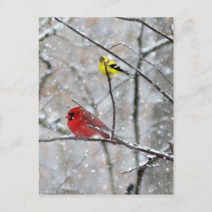 Carte Postale Goldfinch Et Cardinal