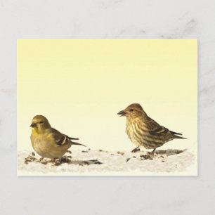 Carte Postale Goldfinch et Pine Siskin
