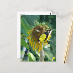 Carte Postale Goldfinch et Sunflower