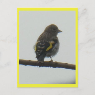 Carte postale Goldfinch Young do-it-yourself