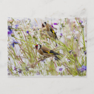 Carte Postale Goldfinches