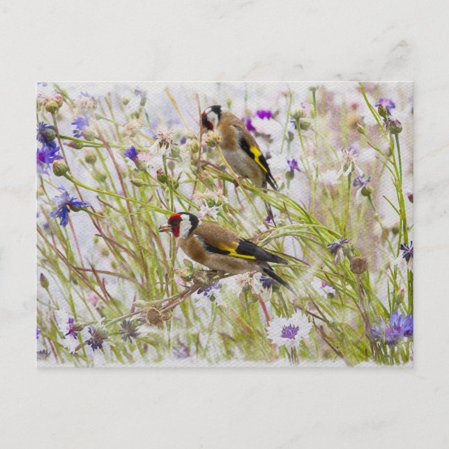 Carte Postale Goldfinches (Devant)