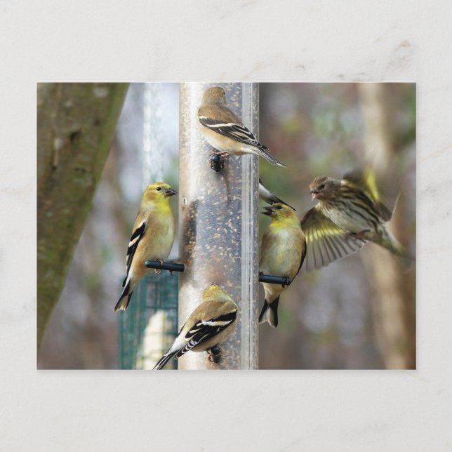 Carte Postale Goldfinches au chargeur (Devant)