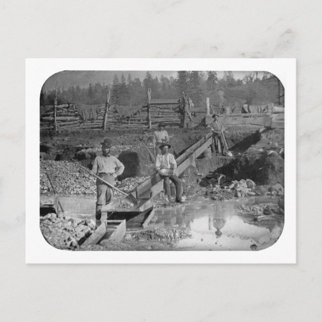 Carte Postale Goldminers Gold Rush Miners ~ Californie 1850 (Devant)