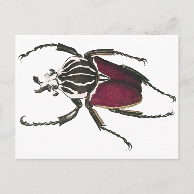 Carte Postale Goliath Beetle (Devant)