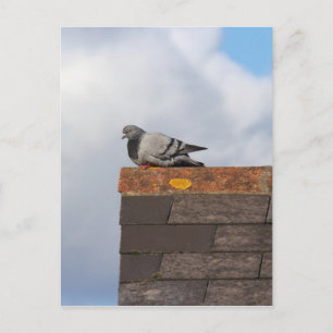 Carte Postale Good Morning Pigeon