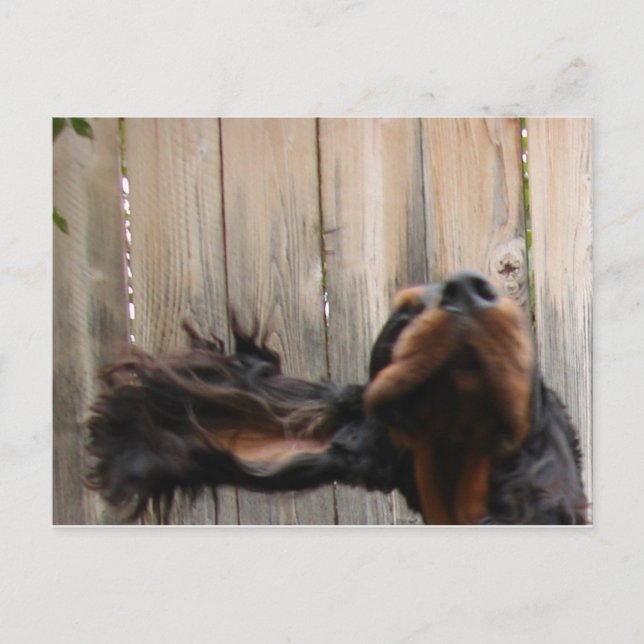 Carte postale Goofy Gordon Setter (Devant)