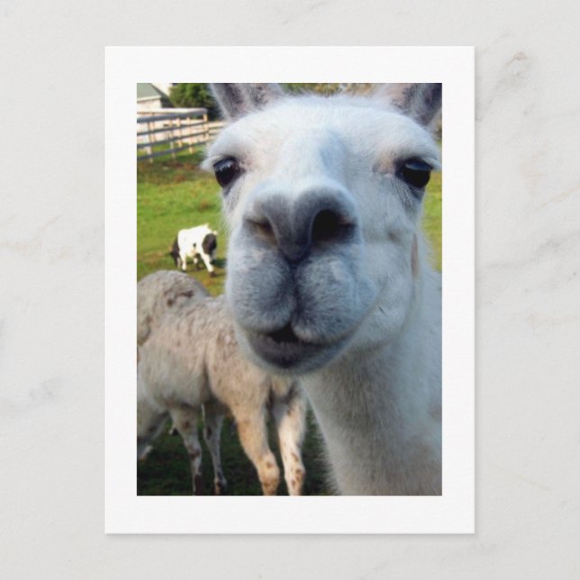 Carte postale Goofy Llama (Devant)