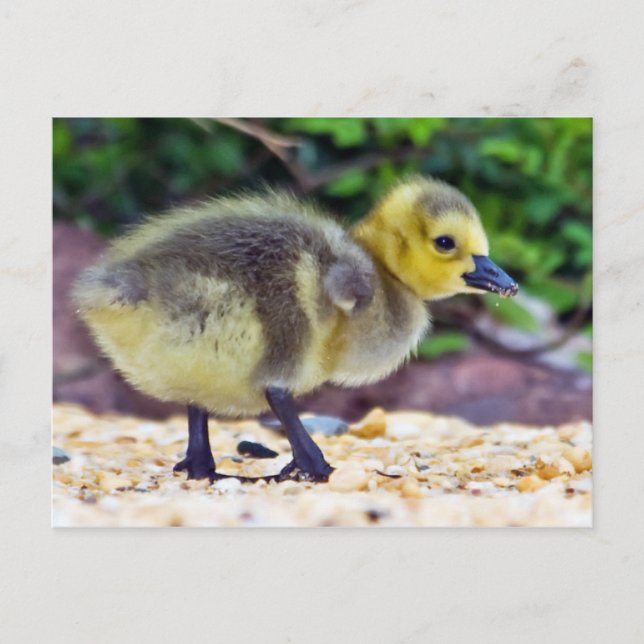 Carte postale Goose Chick (Devant)