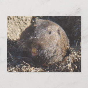 Carte postale Gopher