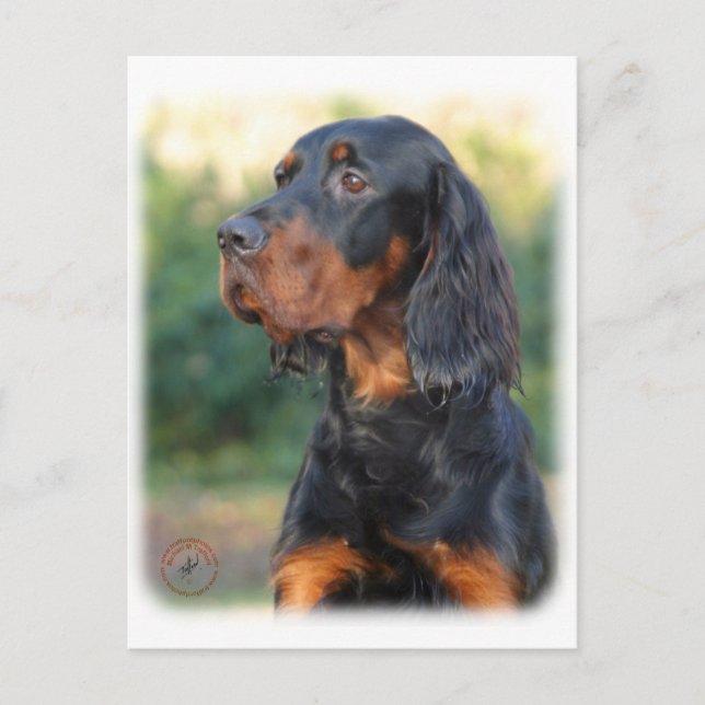 Carte Postale Gordon Setter 9Y109D-021 (Devant)