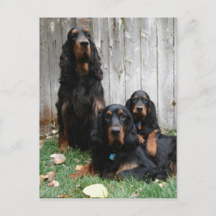Carte postale Gordon Setter Generations