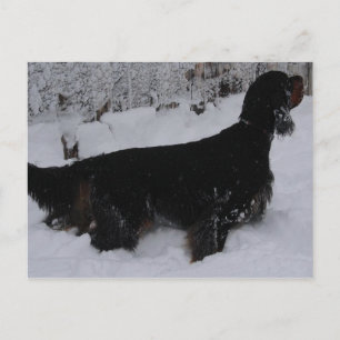 Carte postale Gordon Setter Photo