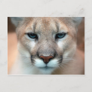 CARTE POSTALE GORGEANT COUGAR