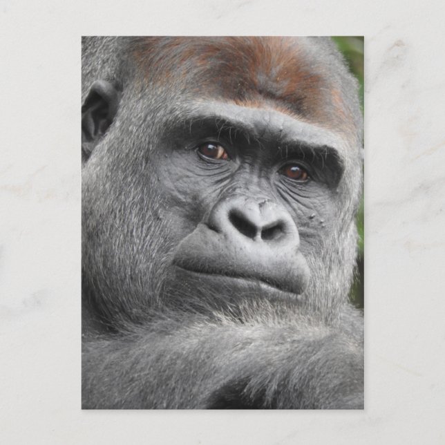 Carte Postale Gorilla (Devant)