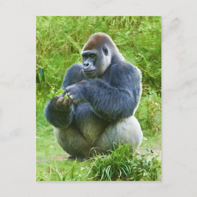 Carte postale Gorilla (Devant)