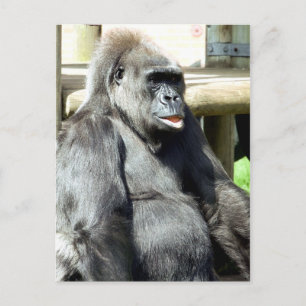 CARTE POSTALE GORILLA