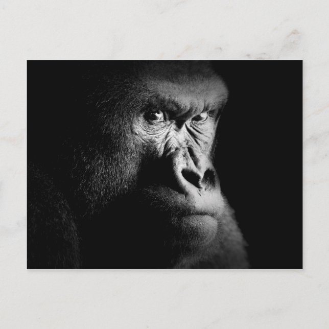 Carte Postale Gorilla (Devant)