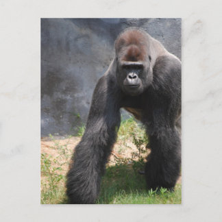 Carte postale Gorilla