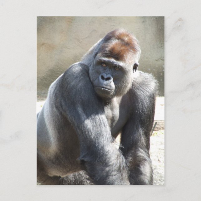 Carte postale Gorilla (Devant)