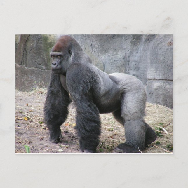 Carte Postale Gorilla (Devant)