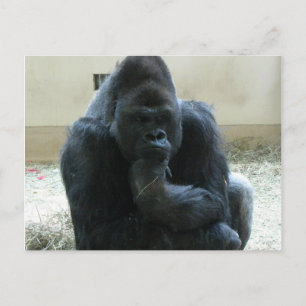 Carte Postale Gorilla