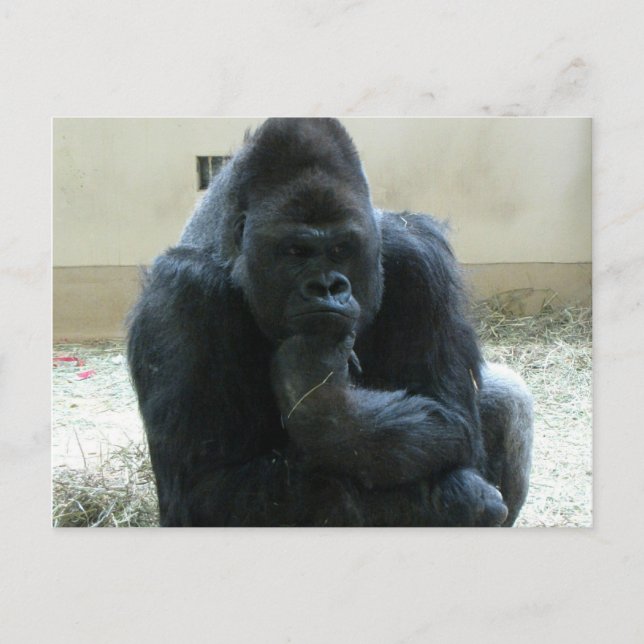 Carte Postale Gorilla (Devant)