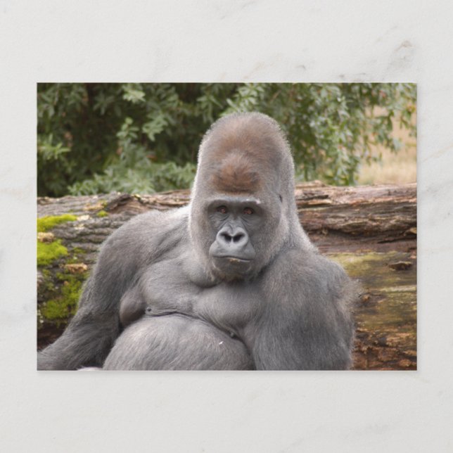 Carte Postale Gorilla_021 (Devant)