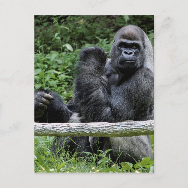 Carte Postale Gorilla Ape Primate Faune Animale Photo (Devant)